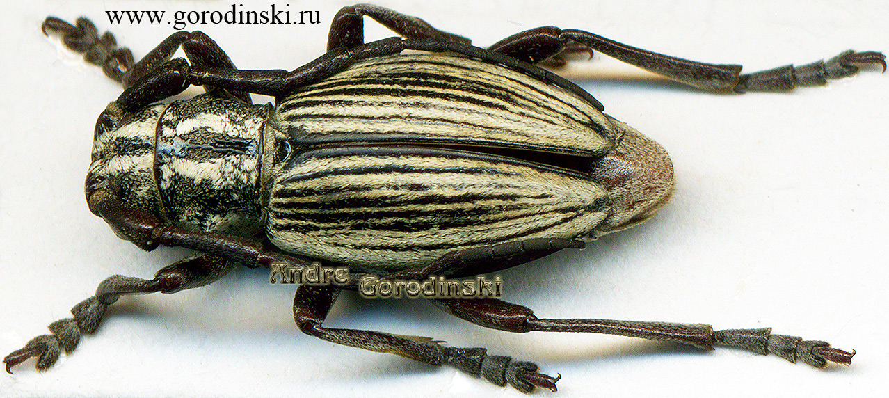 http://www.gorodinski.ru/cerambyx/Eodorcadion virgatum.jpg